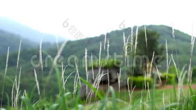 泰国精神之家，圣菲拉·菲姆，雷恩·特沃达，普泰亚·菲姆，在普吉岛的绿山。 岩石和草。 4K